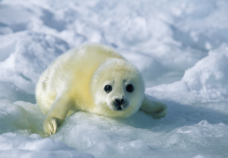 baby_seal