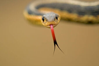 Snake_Tongue